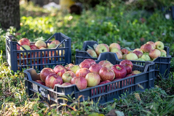 Obraz Fresh apples in a basket
