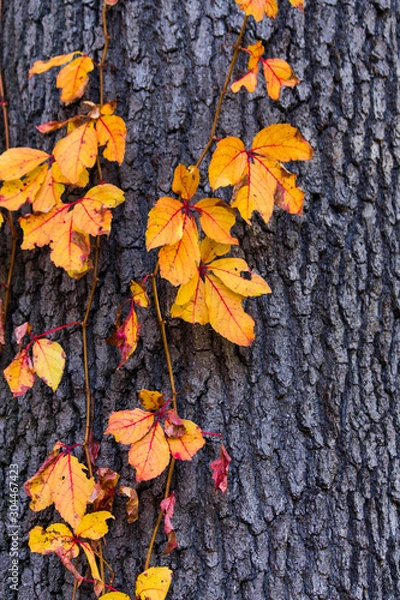 Fototapeta orangs leafs wraped around a tree