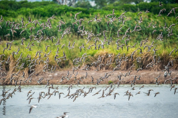 Obraz Black-tailed Godwit in Mai Po Marshes, Hong Kong (Formal Name: Limosa limosa)