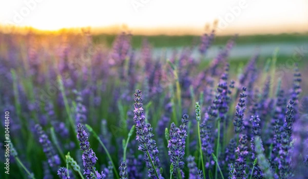 Fototapeta Lavender field in the sunset, background, texture.