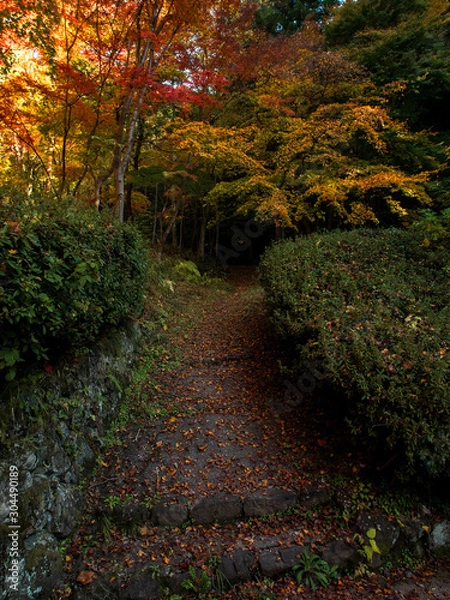 Fototapeta Path to Fall