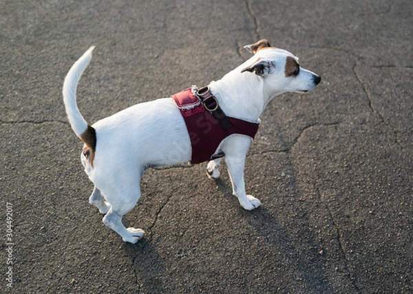 Fototapeta A Jack Russell terrier dog standing outside in late afternoon sun, wearing a soft pet harness,