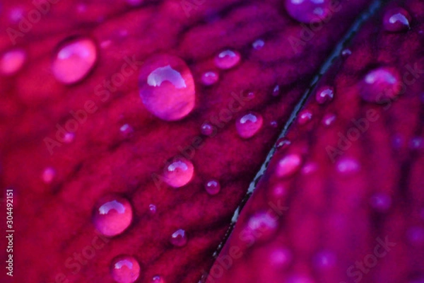 Obraz light purple drops