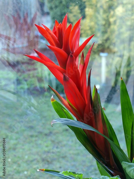 Obraz Guzmania