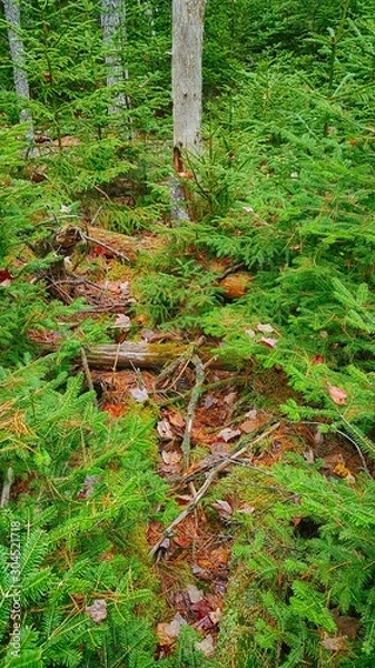 Obraz Forest floor