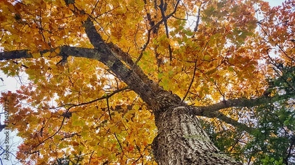 Obraz Looking up at the tree
