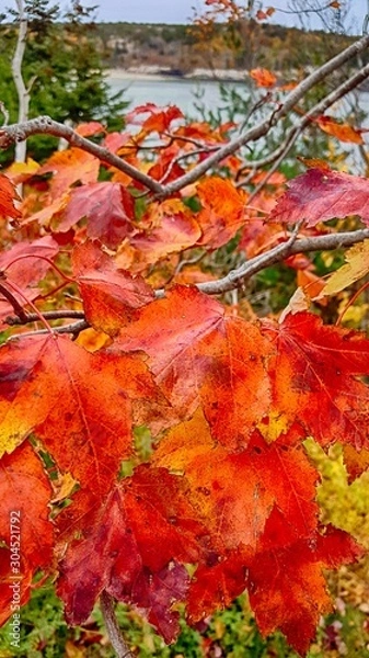Obraz maple leaves in autumn