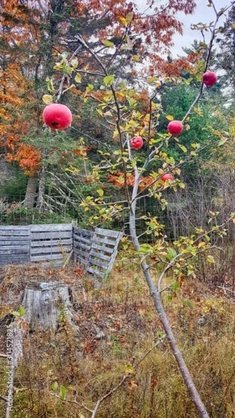 Obraz Apples in the garden