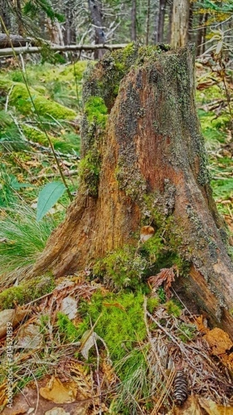 Fototapeta Old Tree stump in the forest