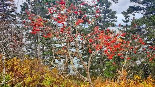 Obraz autumn berries
