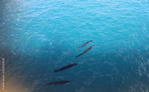 Fototapeta Caribbean scenery