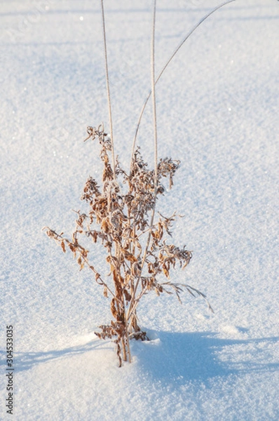 Obraz tree in snow