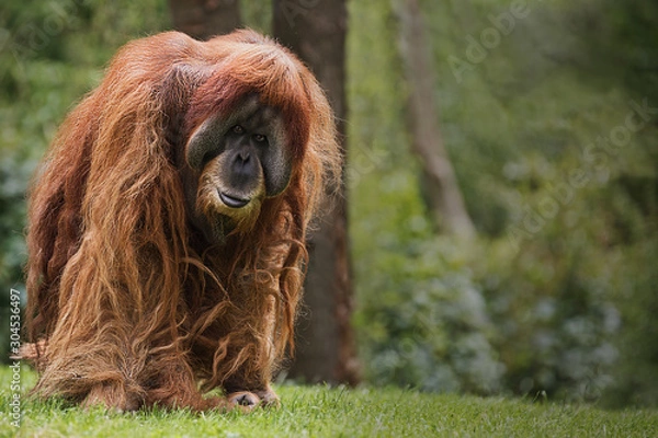 Obraz orangutan walking towards and staring at the camera