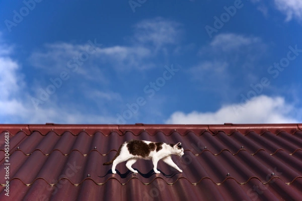 Obraz A cat is walking on a hot roof top in front of a blue sky