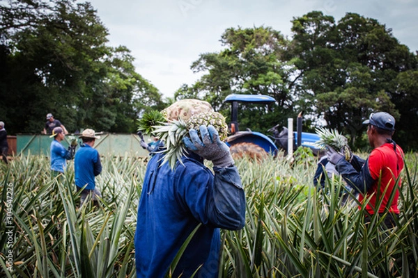 Obraz Workers at pineapple farm