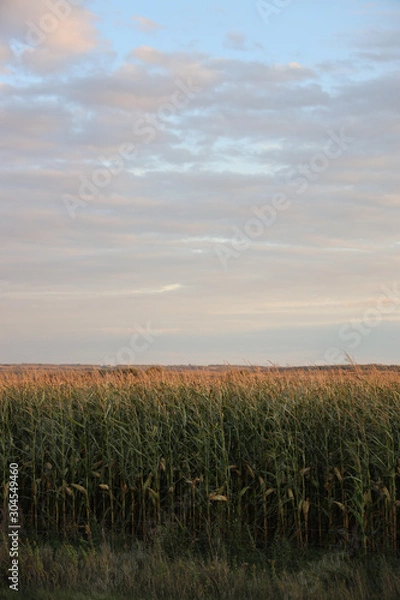 Obraz cornfield