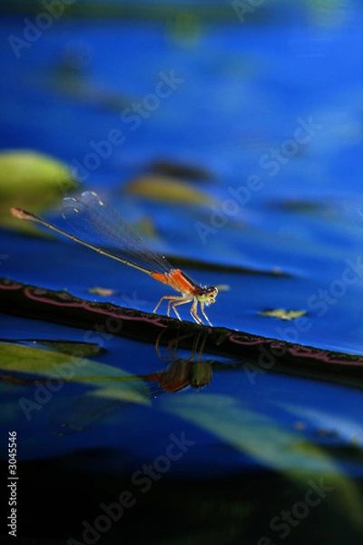 Obraz damselfly on leave