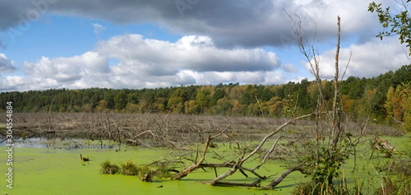 Fototapeta swamp forest