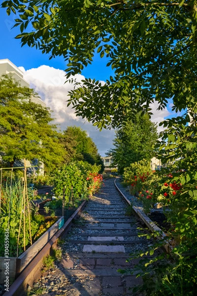 Fototapeta An edible garden supported by a thin trellis and surrounded beautiful red flowers and greenery, grows alongside old rail tracks lined with pebbles and pavers on this sunny and partially cloudy day.