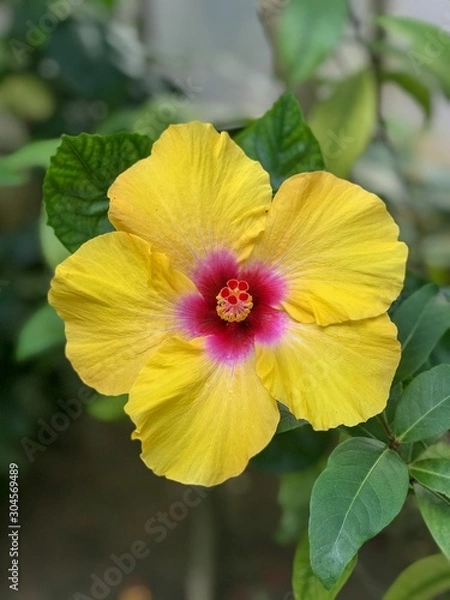 Obraz ハイビスカス