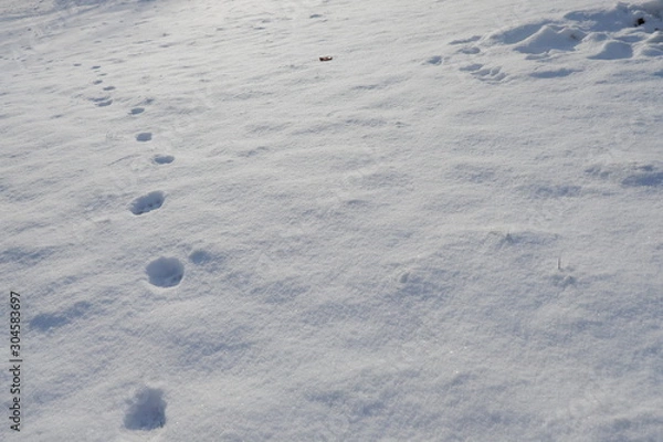 Fototapeta 冬の足跡