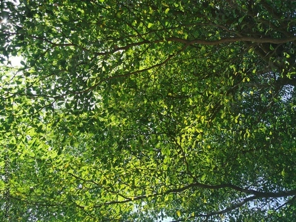 Obraz green leaves background