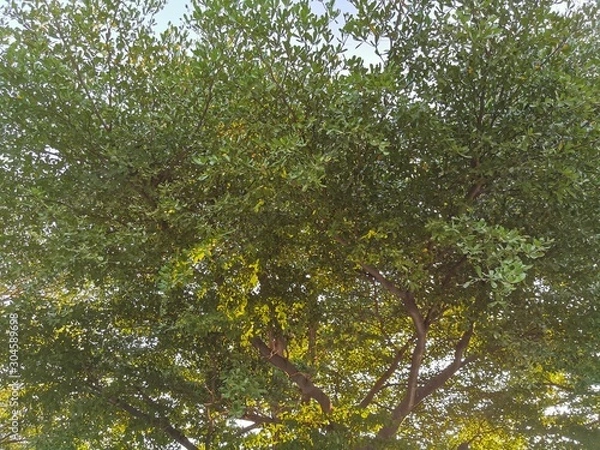 Obraz green leaves on the tree