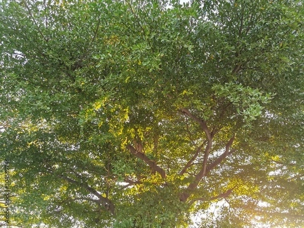 Obraz green leaves on the tree