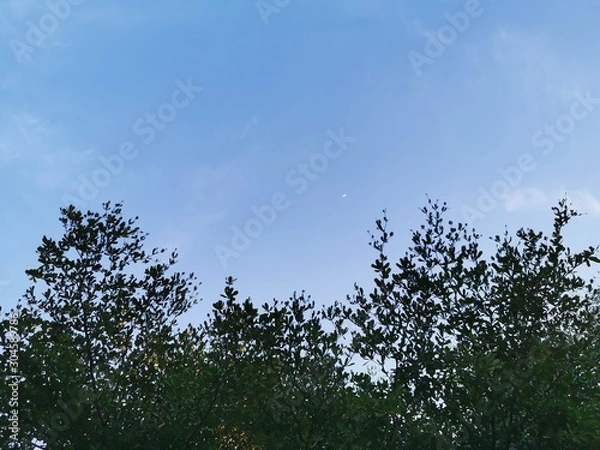 Obraz tree in the sky