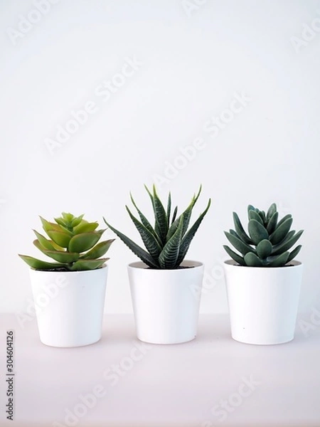 Fototapeta close-up of ornamental plant in pot with cactus in white potted, small tree decoration in room.