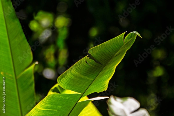 Fototapeta Banano tree top leaf close up on backlit