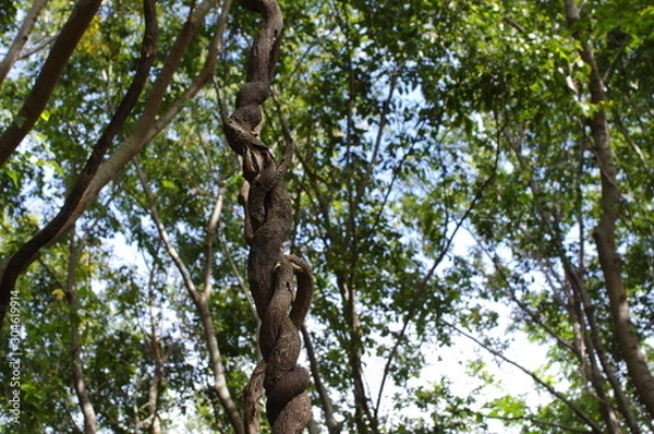 Fototapeta 藤の蔓