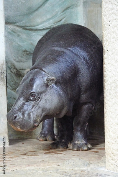 Fototapeta コビトカバ