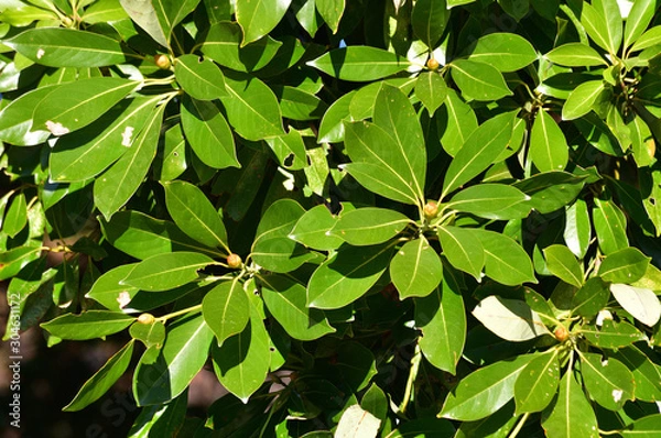 Fototapeta 光沢のある緑色の葉を付けている植物を撮影した写真