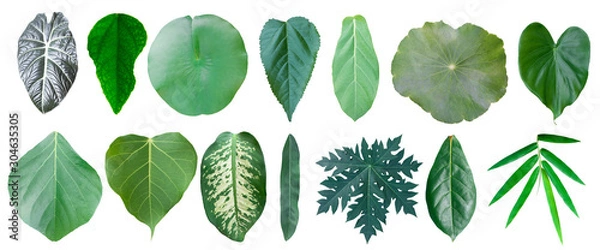 Obraz Different tropical leaves on white background