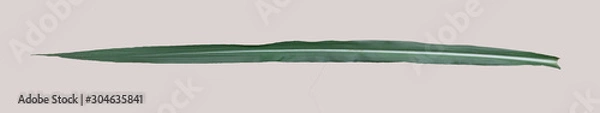Obraz sugarcane leaf on isolated white background