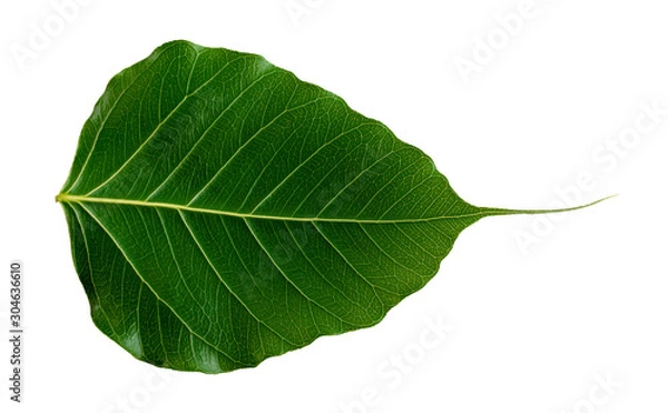 Obraz Pho tree leaves  On a white background