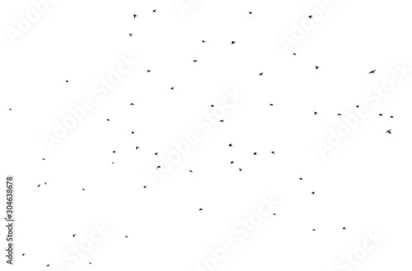 Fototapeta Flock of birds isolated on white background