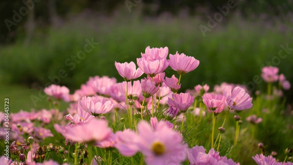 Fototapeta Field of pretty pink petals of Cosmos flowers blossom on green leaves, small bud in a park , blurred lawn, walkway on background