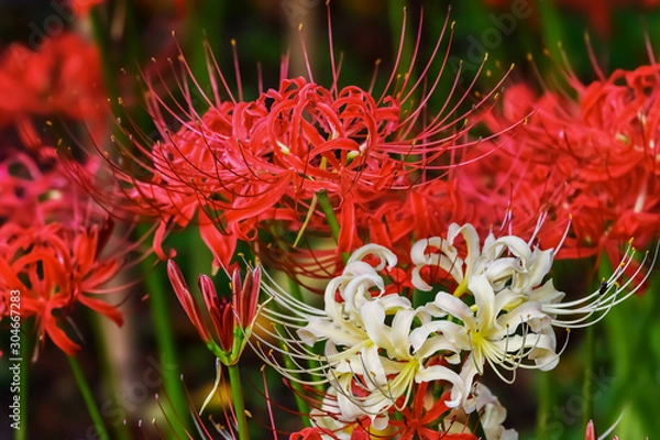 Fototapeta 彼岸花