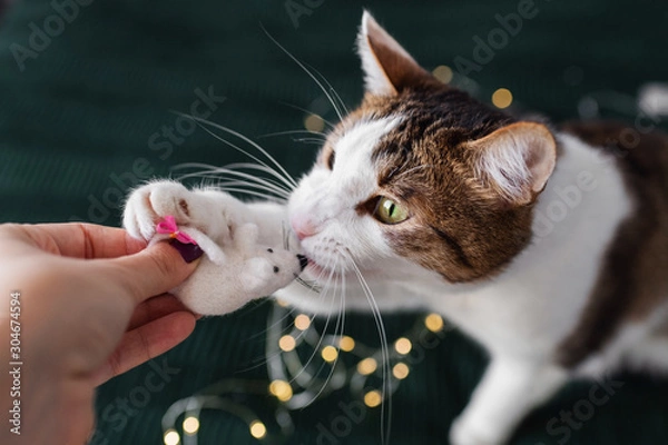 Fototapeta A cat is playing and biting a white toy mouse or a rat with christmas lights background. Year of the white rat, chinese new year and horoscope concept. Organic toys concept. Wool toys.