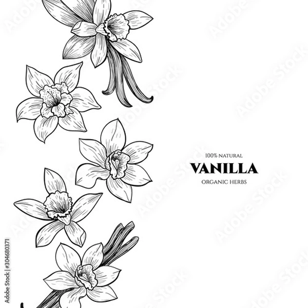 Fototapeta Rama wektor z kwiatów wanilii i strąków. Wyciągnąć rękę. Zabytkowy styl