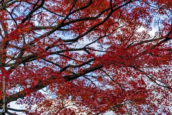 Fototapeta 紅葉するもみじ