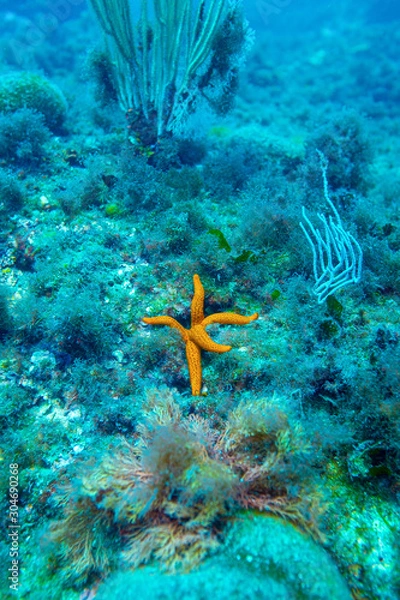 Obraz Etoile de mer originale