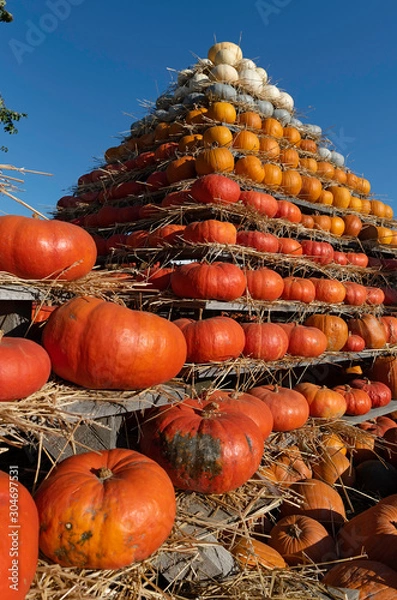 Fototapeta The pumpkins