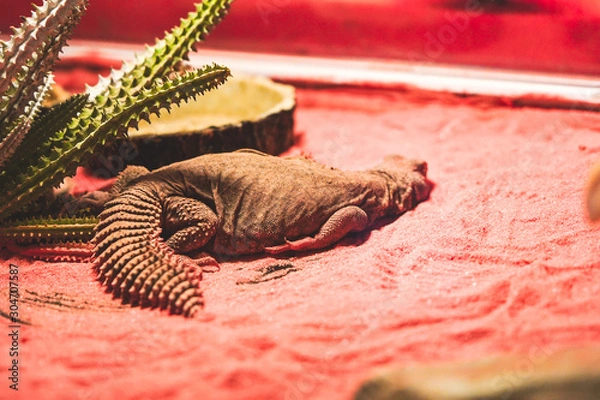 Fototapeta Bearded dragon resting in their natural habiat in the zoo. Endangered lizard of the world
