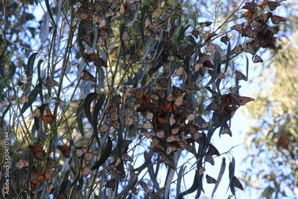 Obraz Monarch Butterflies 