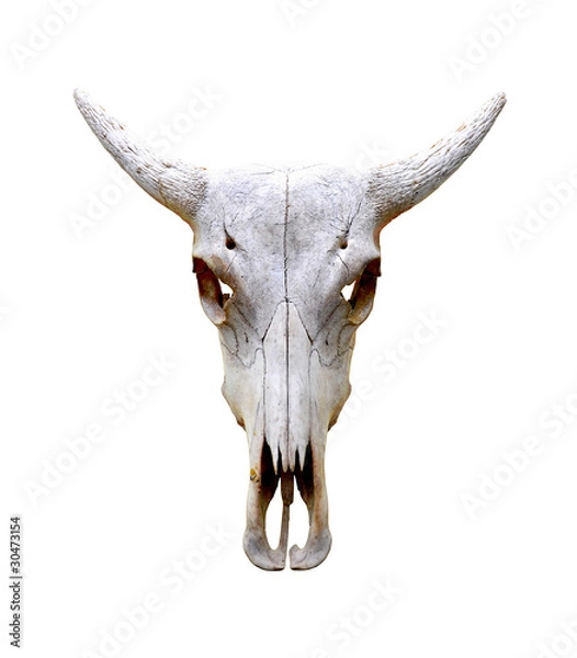 Obraz Isolated bull skull