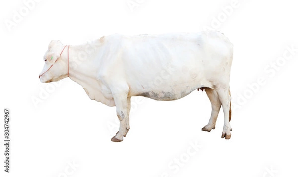 Fototapeta ox bull looking straight ahead isolated on white
