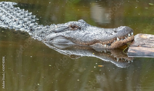 Fototapeta Alligator eye